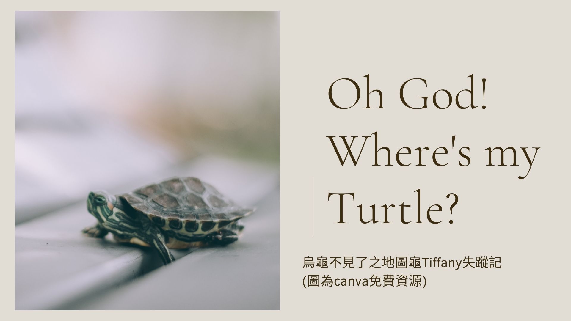 Where is my turtle? 我的烏龜不見了！