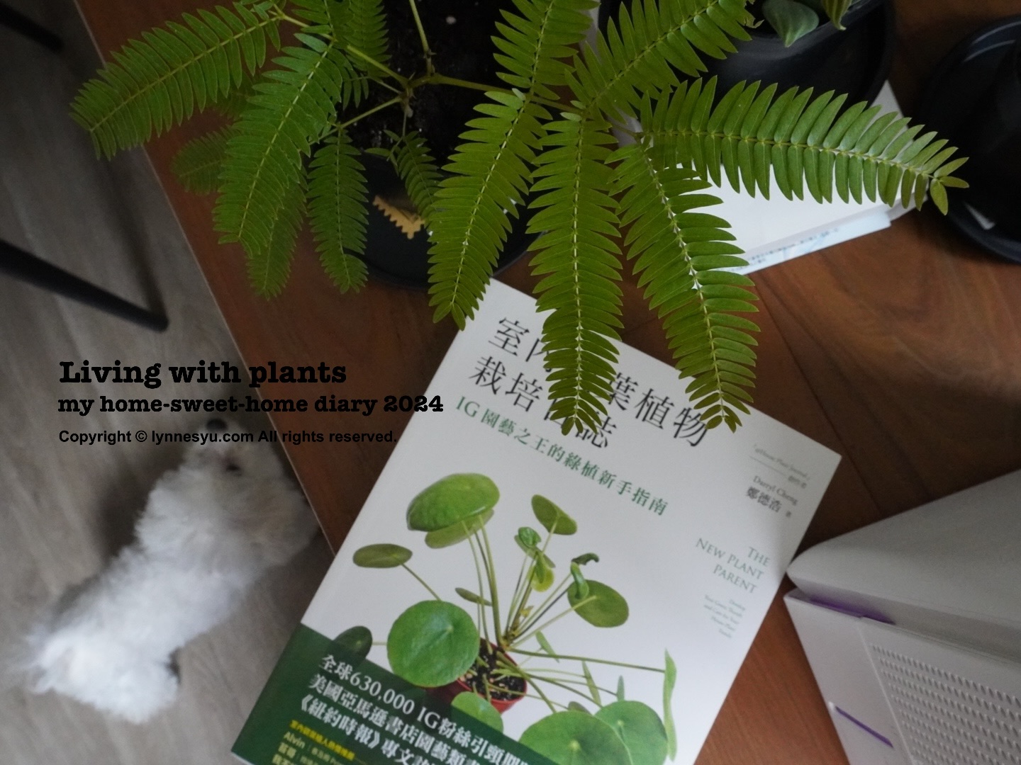 觀葉植物図鑑｜綠植共居筆記：小豆樹、左手香、白脈椒草，應該都是適合新手的居家植物吧？