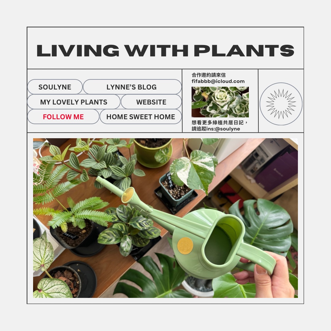 觀葉植物図鑑｜綠植共居筆記：小豆樹、左手香、白脈椒草，應該都是適合新手的居家植物吧？
