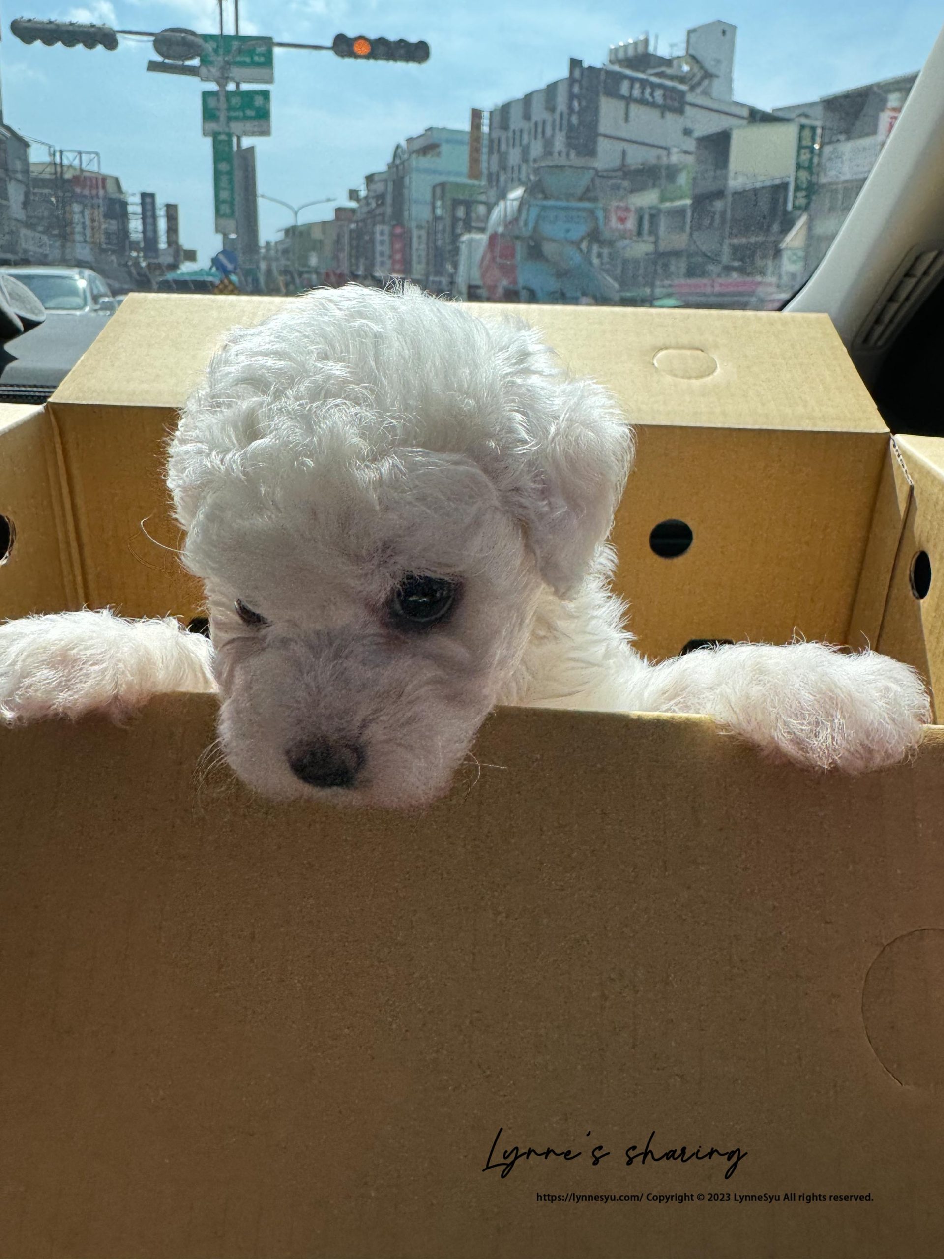 萌寵駕到，幼犬推薦法國皇家小型幼犬專用飼料！小寶寶時期更要顧好營養 ꚰꚰ