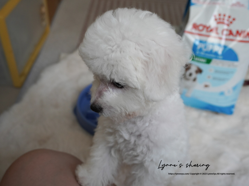 萌寵駕到，幼犬推薦法國皇家小型幼犬專用飼料！小寶寶時期更要顧好營養 ꚰꚰ