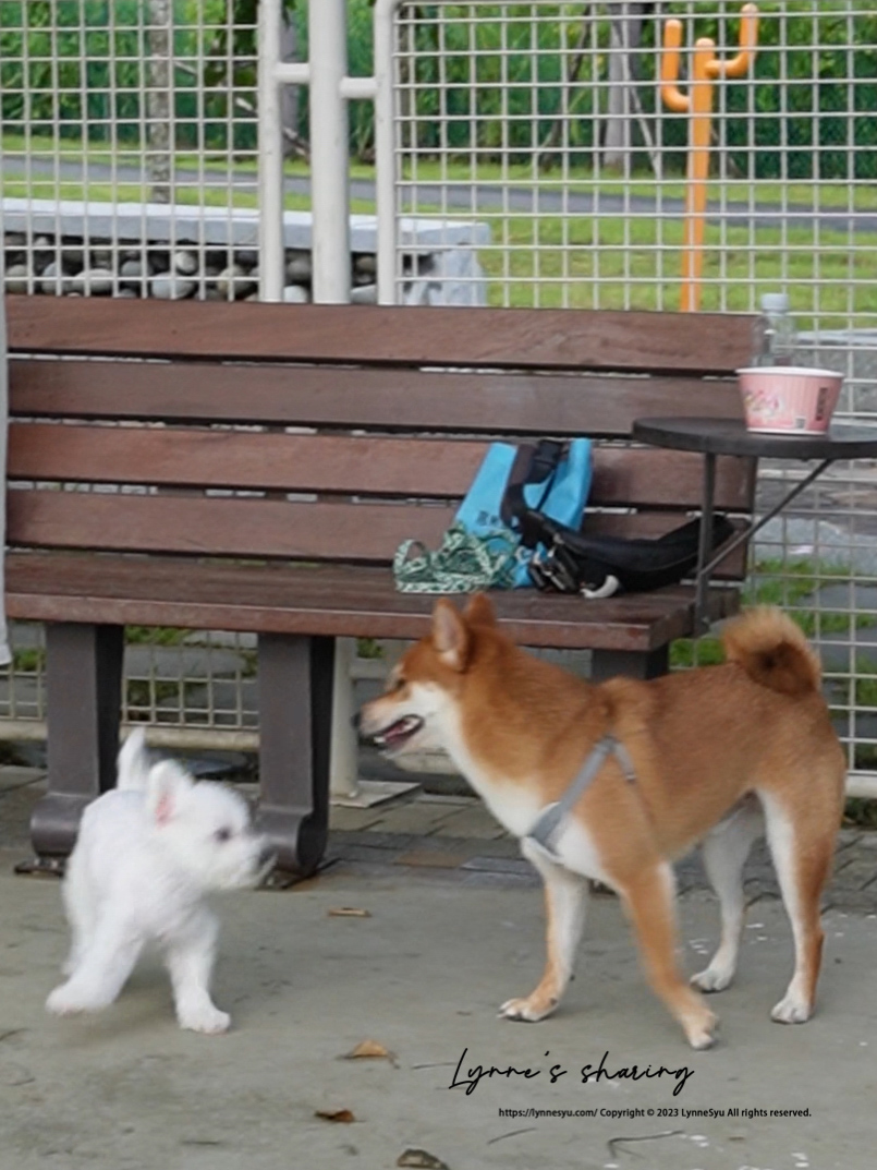 比熊放風去！✦ 嘉義寵物公園推薦「綠映水漾」設有小狗專屬區，FIFI跑到耳朵飛起來！