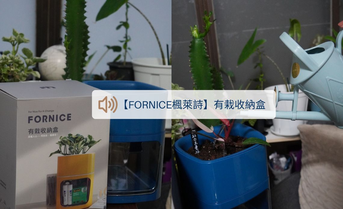 為辦公桌添一點綠意！【Fornice楓萊詩】有栽收納盒，高CP值實用盆栽