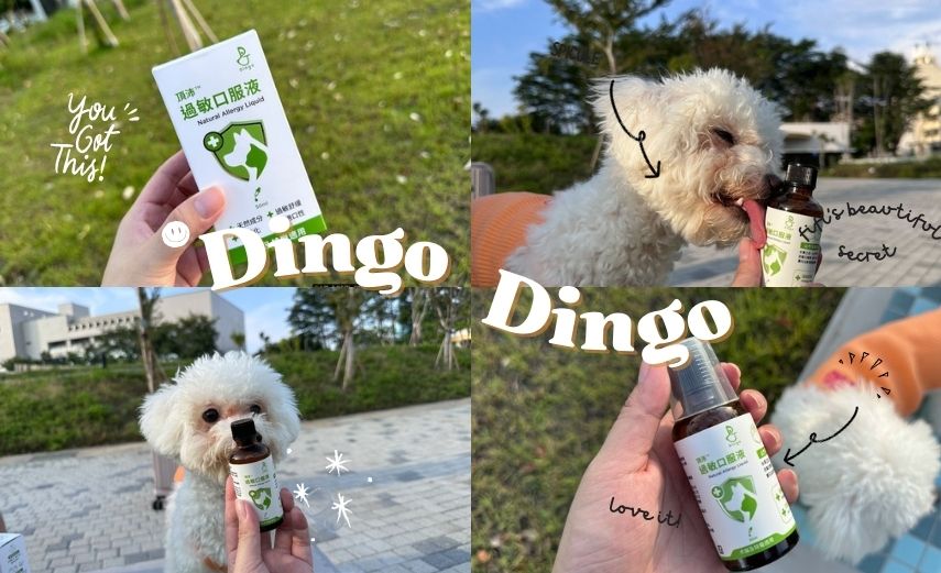 Dingo頂沛寵物保健