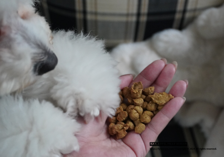 頂級狗飼料推薦！Carna4卡娜芙易嚼羔羊肉，沒有您看不懂的合成成分！超高適口性，比熊吃到渾然忘我