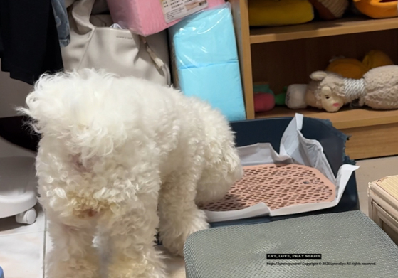 [PK實測心得] 寵物尿墊怎麼選？美の家 MediHome芯體速吸墊，尿墊界的黑洞！狗狗家庭必買推薦