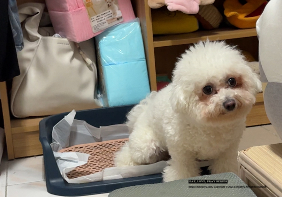 [PK實測心得] 寵物尿墊怎麼選？美の家 MediHome芯體速吸墊，尿墊界的黑洞！狗狗家庭必買推薦