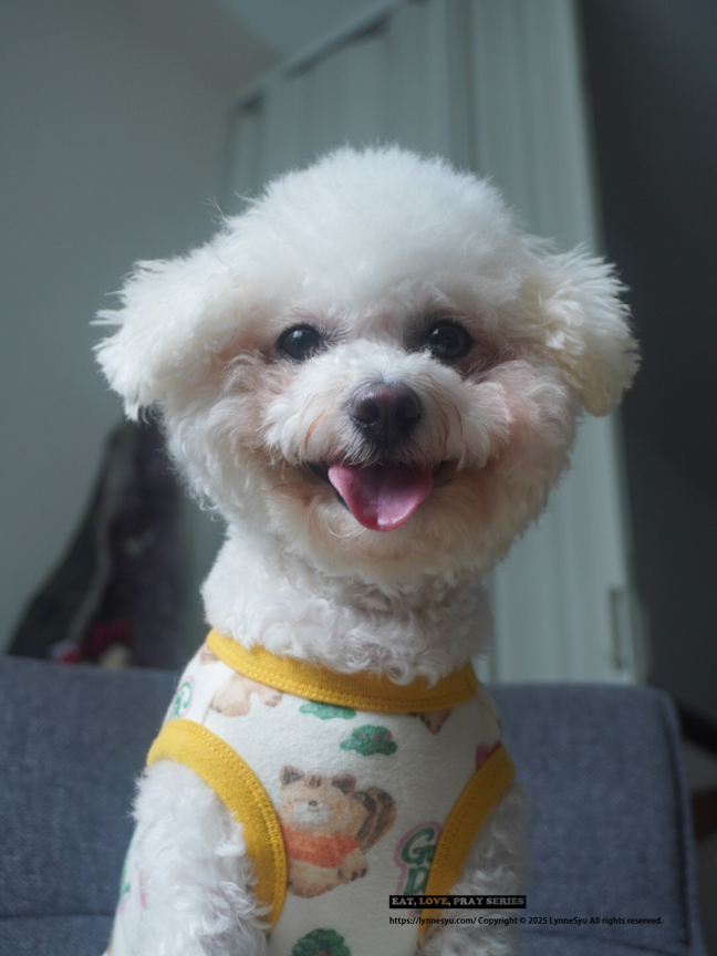 寵物鮮食包推薦!和匠寵饗CoCo Gourmet,全日本40萬隻狗狗愛用 寵物鮮食包推薦!和匠寵饗CoCo Gourmet,全日本40萬隻狗狗愛用