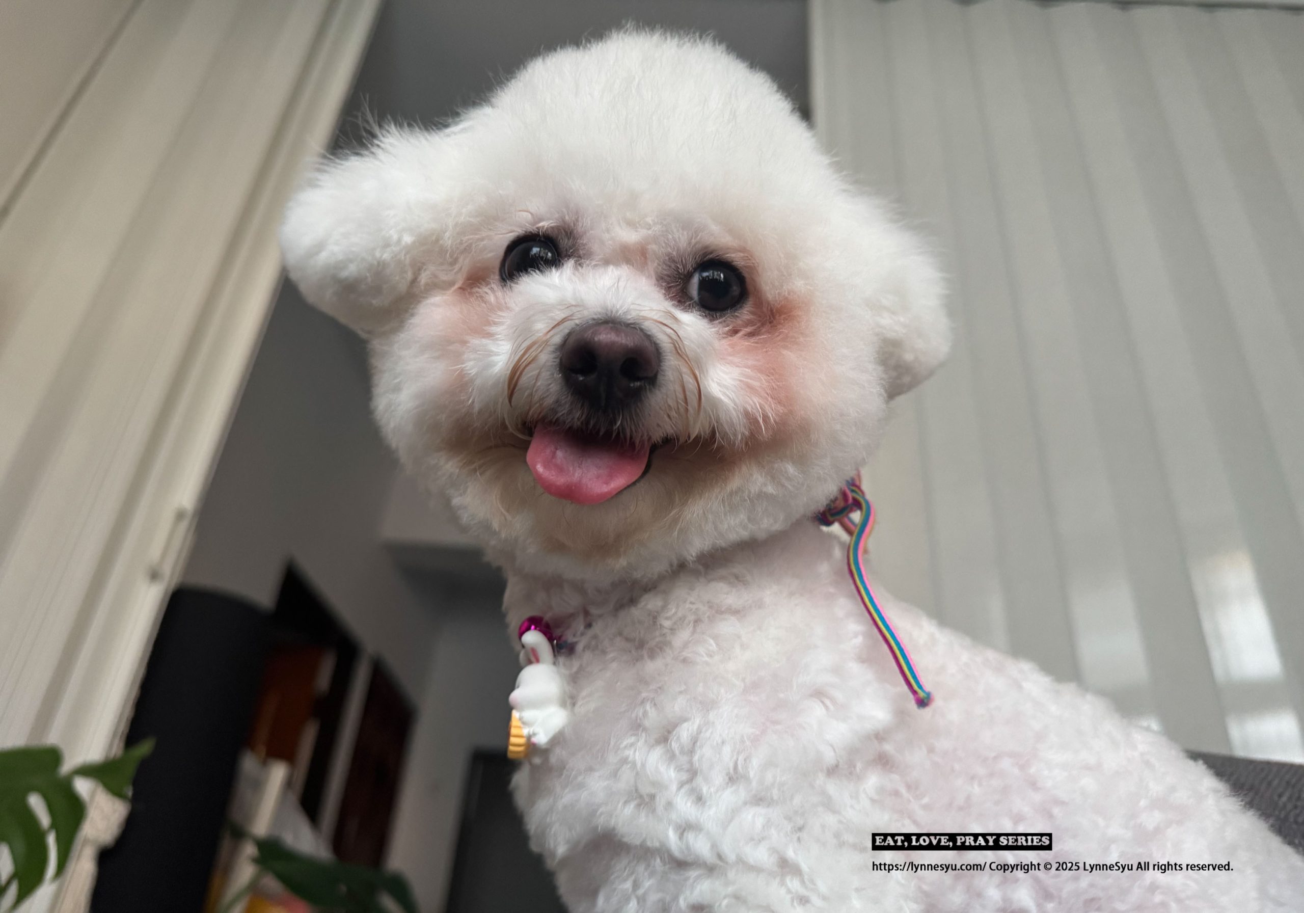 Elato杜莎適口性如何?義大利狗飼料推薦,63%含肉量的天然無穀狗糧 Elato杜莎適口性如何?義大利狗飼料推薦,63%含肉量的天然無穀狗糧