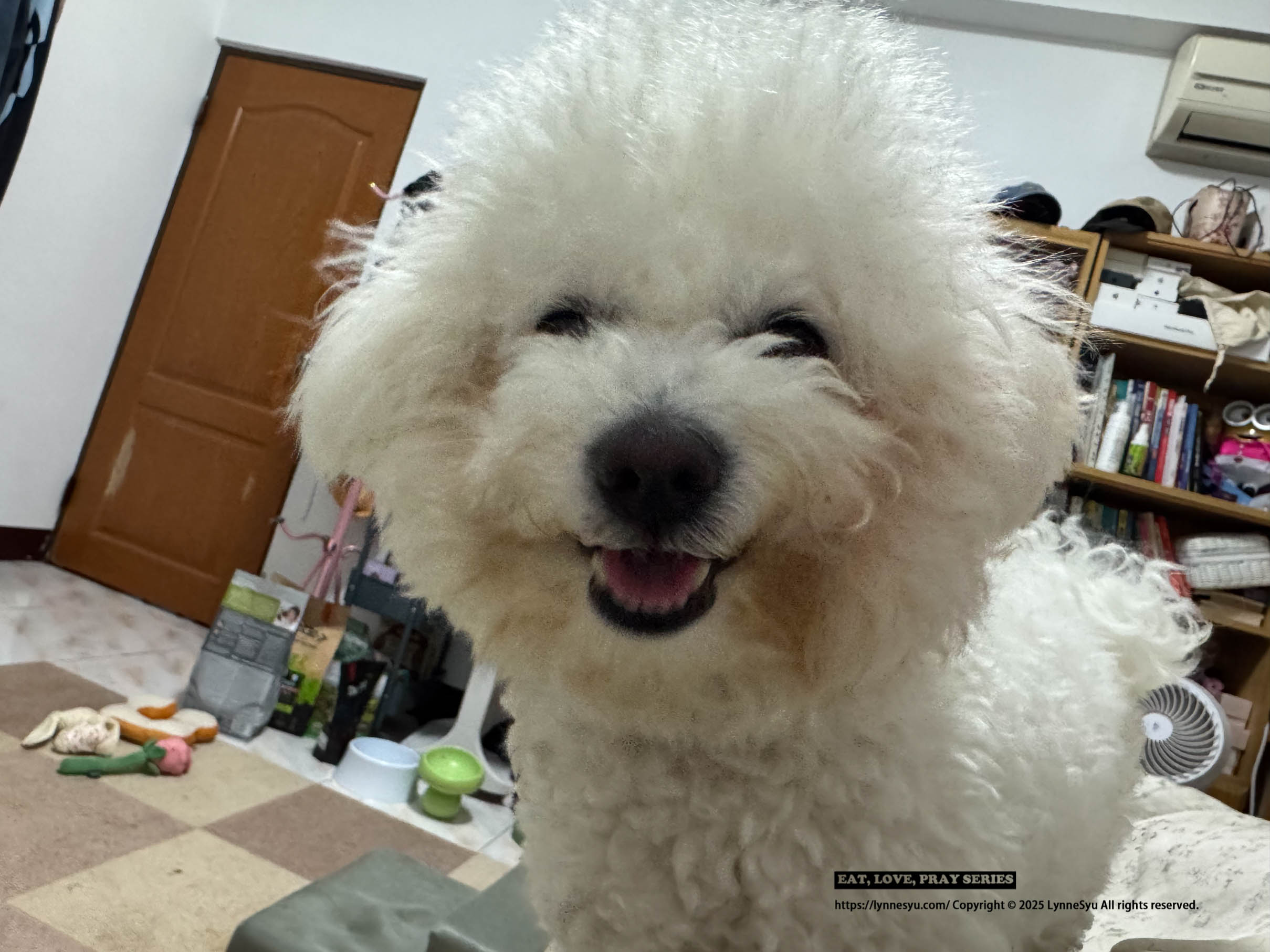 寵物家庭監視器挑選指南|SwitchBot 可轉向攝影機 Plus 3K 評測|Sioh 惜 寵物家庭監視器挑選指南|SwitchBot 可轉向攝影機 Plus 3K 評測|Sioh 惜