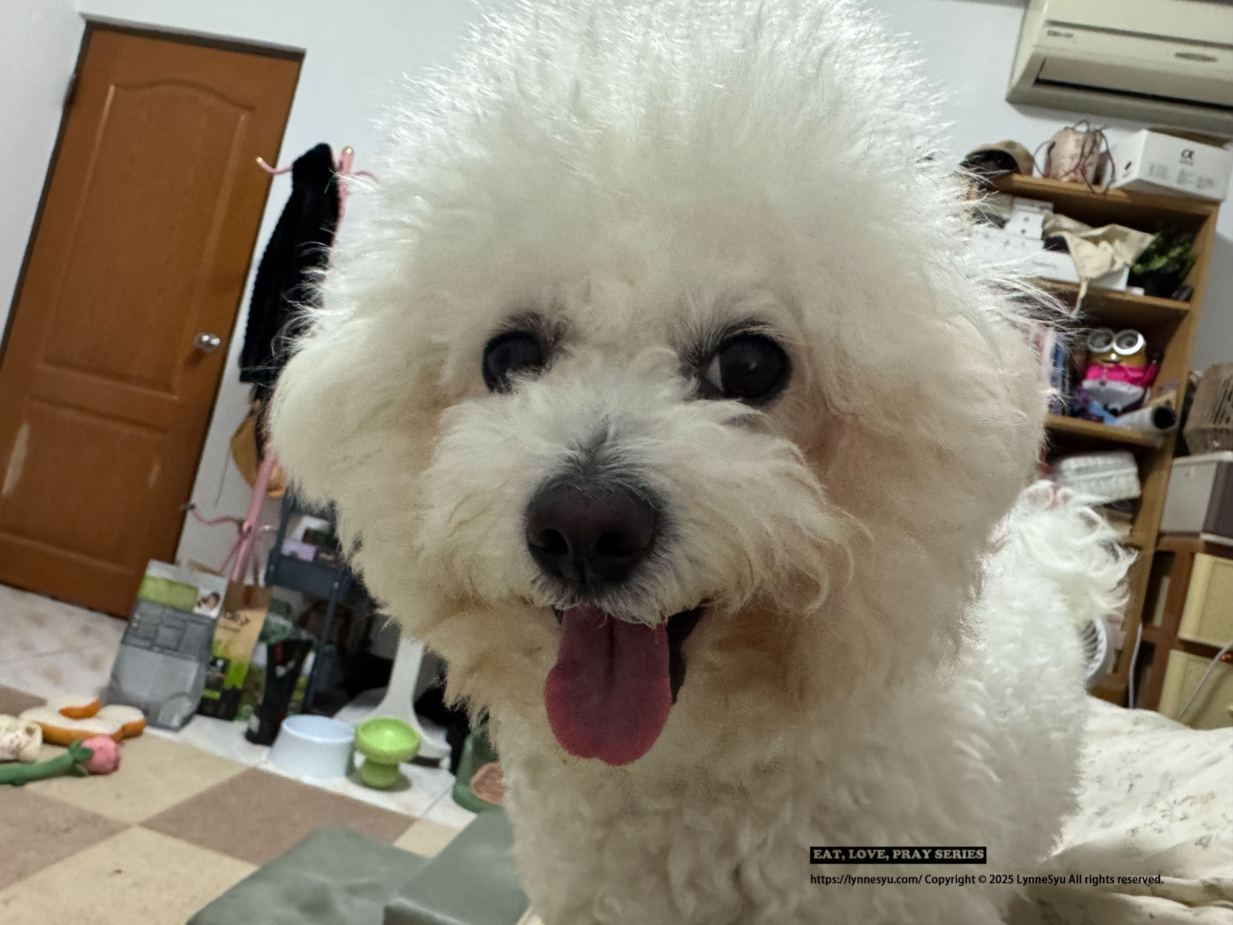 寵物家庭監視器挑選指南|SwitchBot 可轉向攝影機 Plus 3K 評測|Sioh 惜 寵物家庭監視器挑選指南|SwitchBot 可轉向攝影機 Plus 3K 評測|Sioh 惜