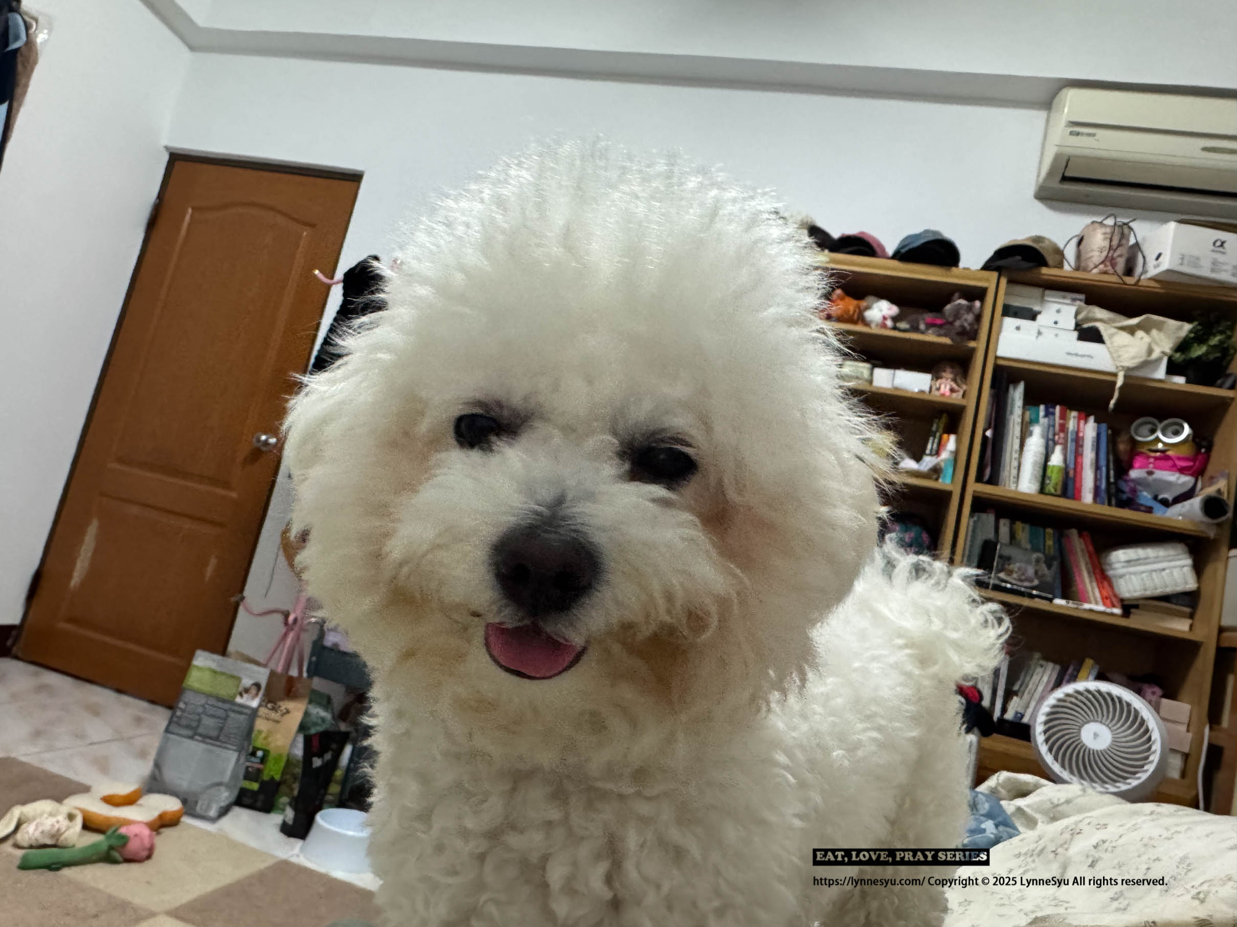 寵物家庭監視器挑選指南|SwitchBot 可轉向攝影機 Plus 3K 評測|Sioh 惜 寵物家庭監視器挑選指南|SwitchBot 可轉向攝影機 Plus 3K 評測|Sioh 惜