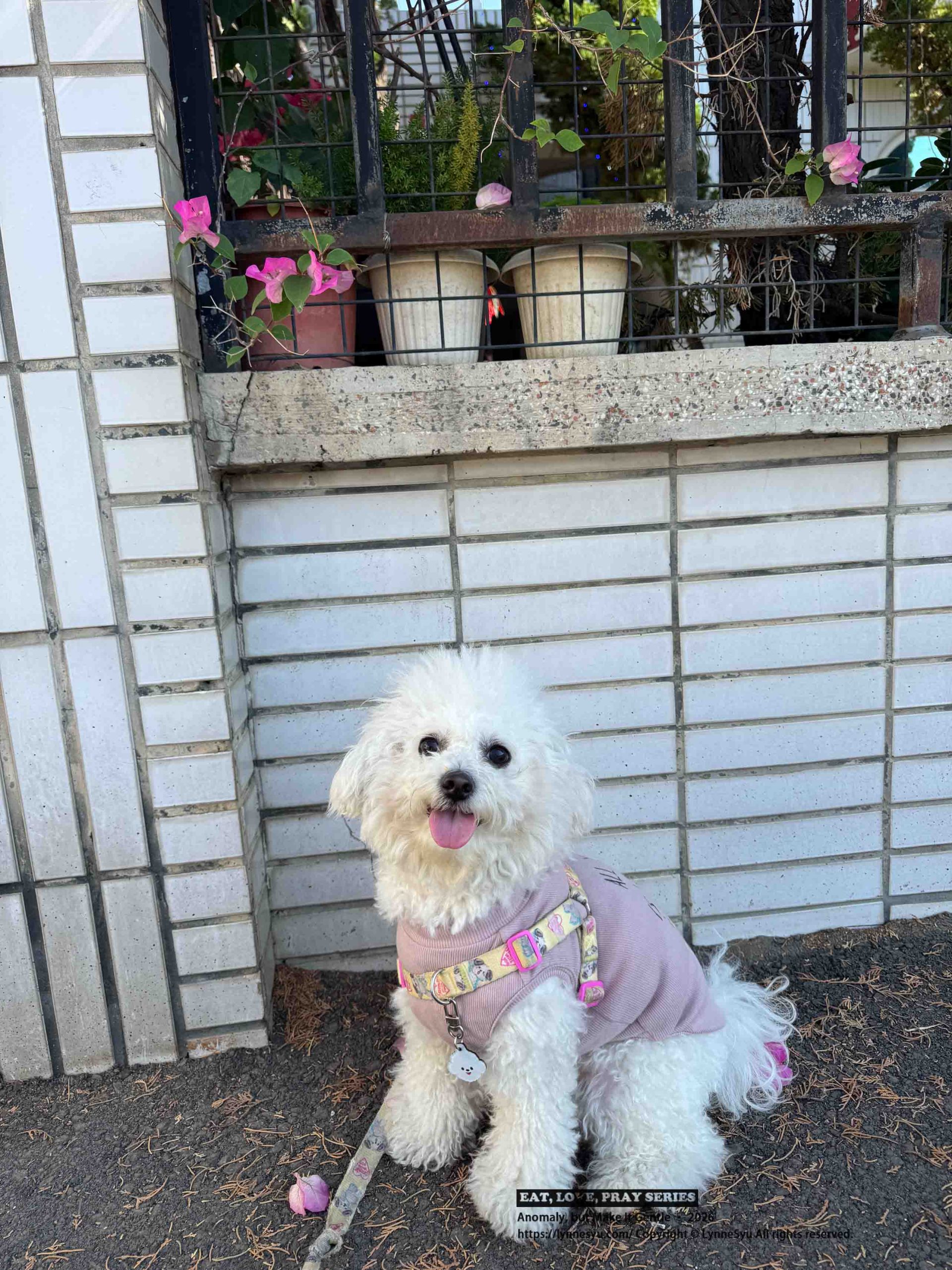 寵物要不要保險?易安網快速分析差異,簡單完成寵物險線上投保 寵物要不要保險?易安網快速分析差異,簡單完成寵物險線上投保