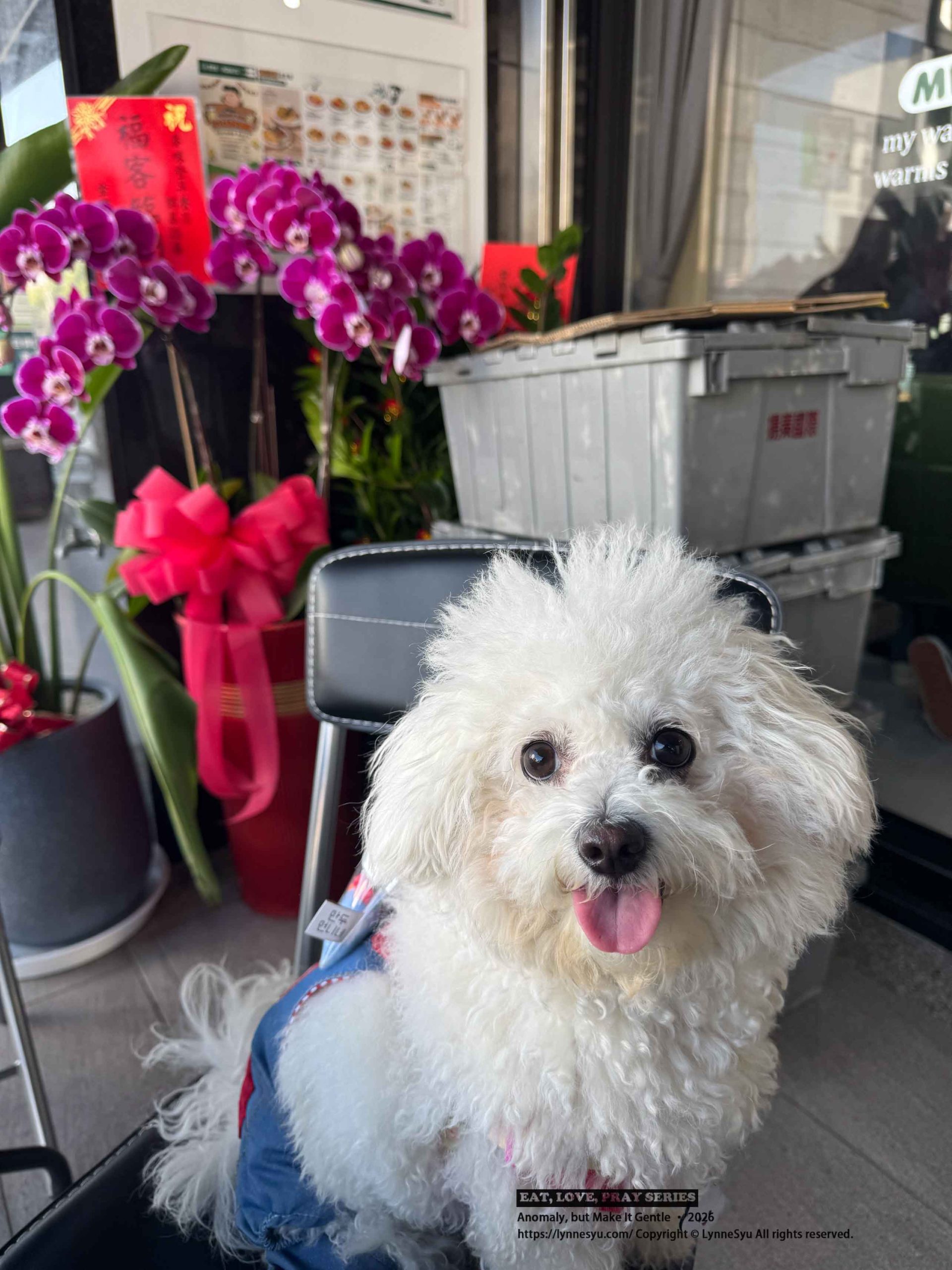 寵物要不要保險?易安網快速分析差異,簡單完成寵物險線上投保 寵物要不要保險?易安網快速分析差異,簡單完成寵物險線上投保