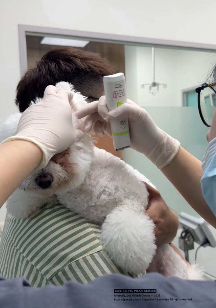 寵物要不要保險?易安網快速分析差異,簡單完成寵物險線上投保 寵物要不要保險?易安網快速分析差異,簡單完成寵物險線上投保