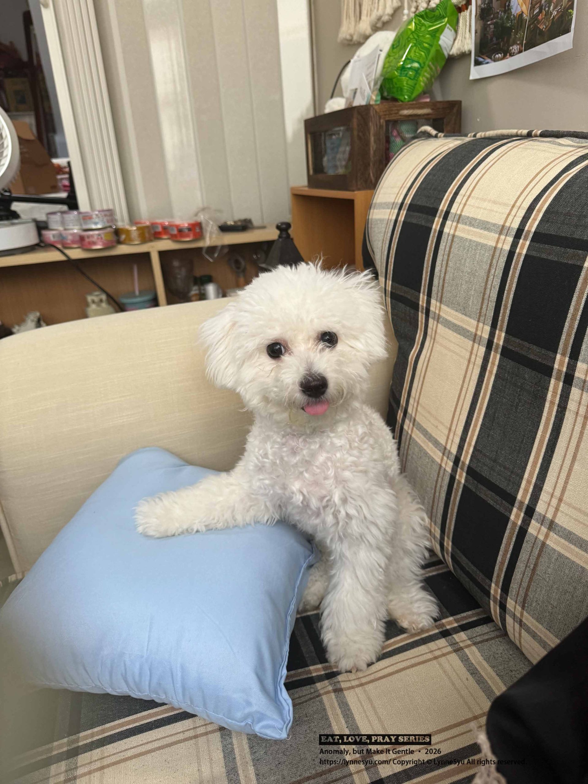 寵物要不要保險?易安網快速分析差異,簡單完成寵物險線上投保 寵物要不要保險?易安網快速分析差異,簡單完成寵物險線上投保