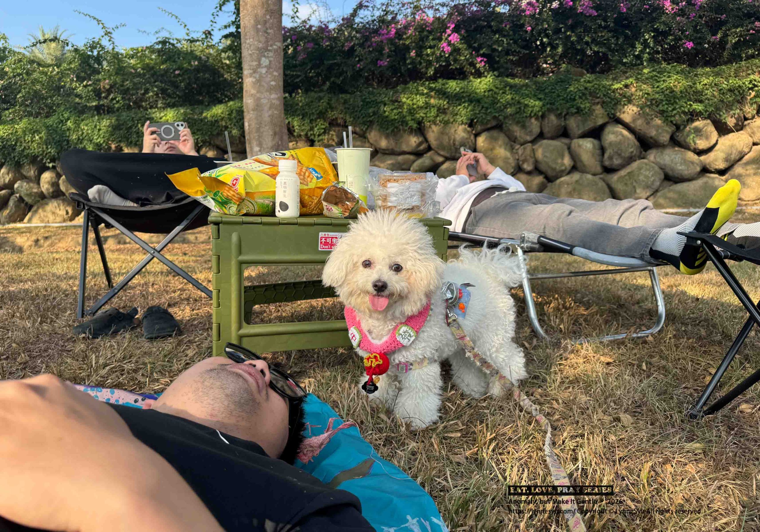 寵物要不要保險?易安網快速分析差異,簡單完成寵物險線上投保 寵物要不要保險?易安網快速分析差異,簡單完成寵物險線上投保