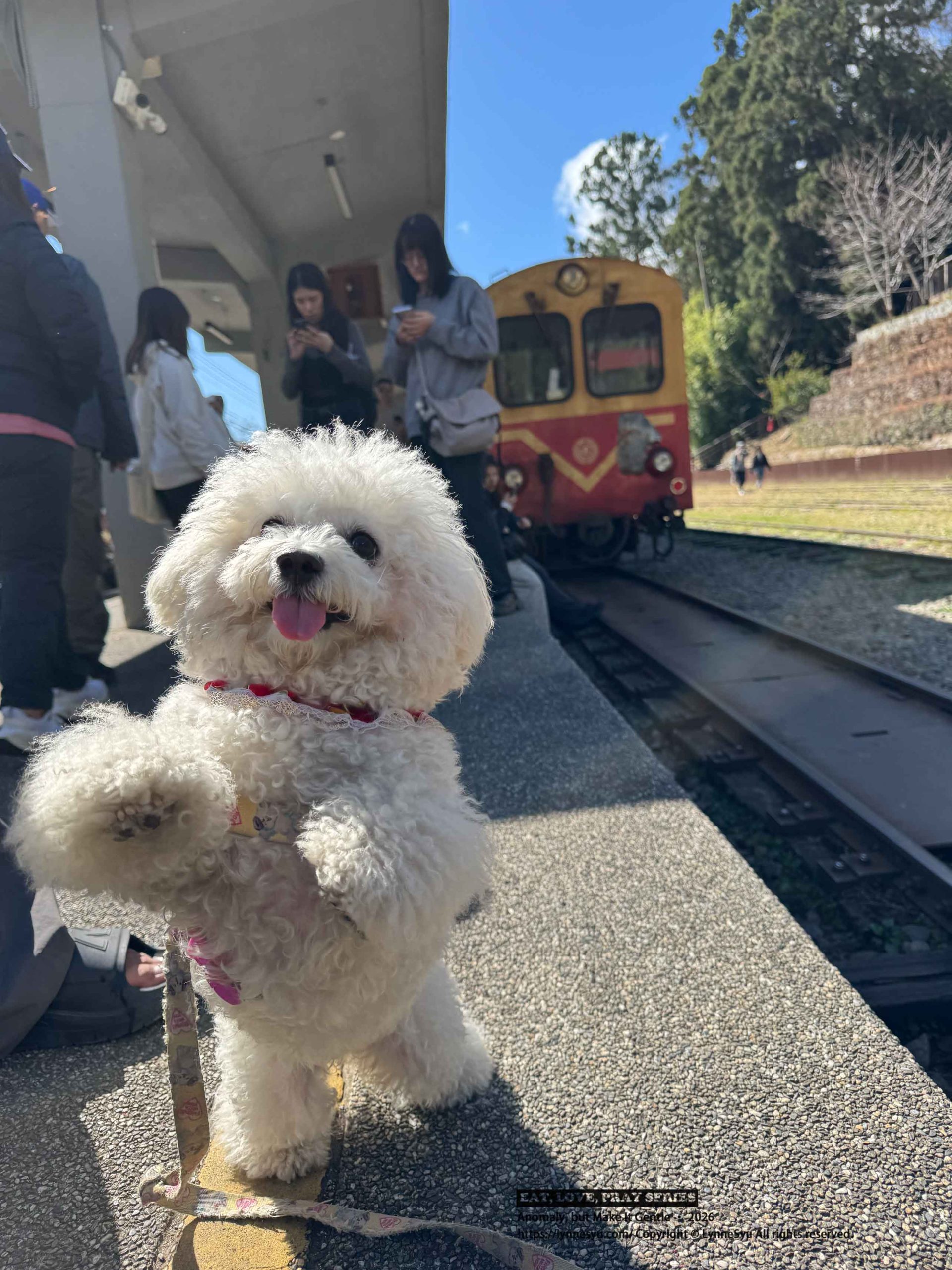 寵物要不要保險?易安網快速分析差異,簡單完成寵物險線上投保 寵物要不要保險?易安網快速分析差異,簡單完成寵物險線上投保