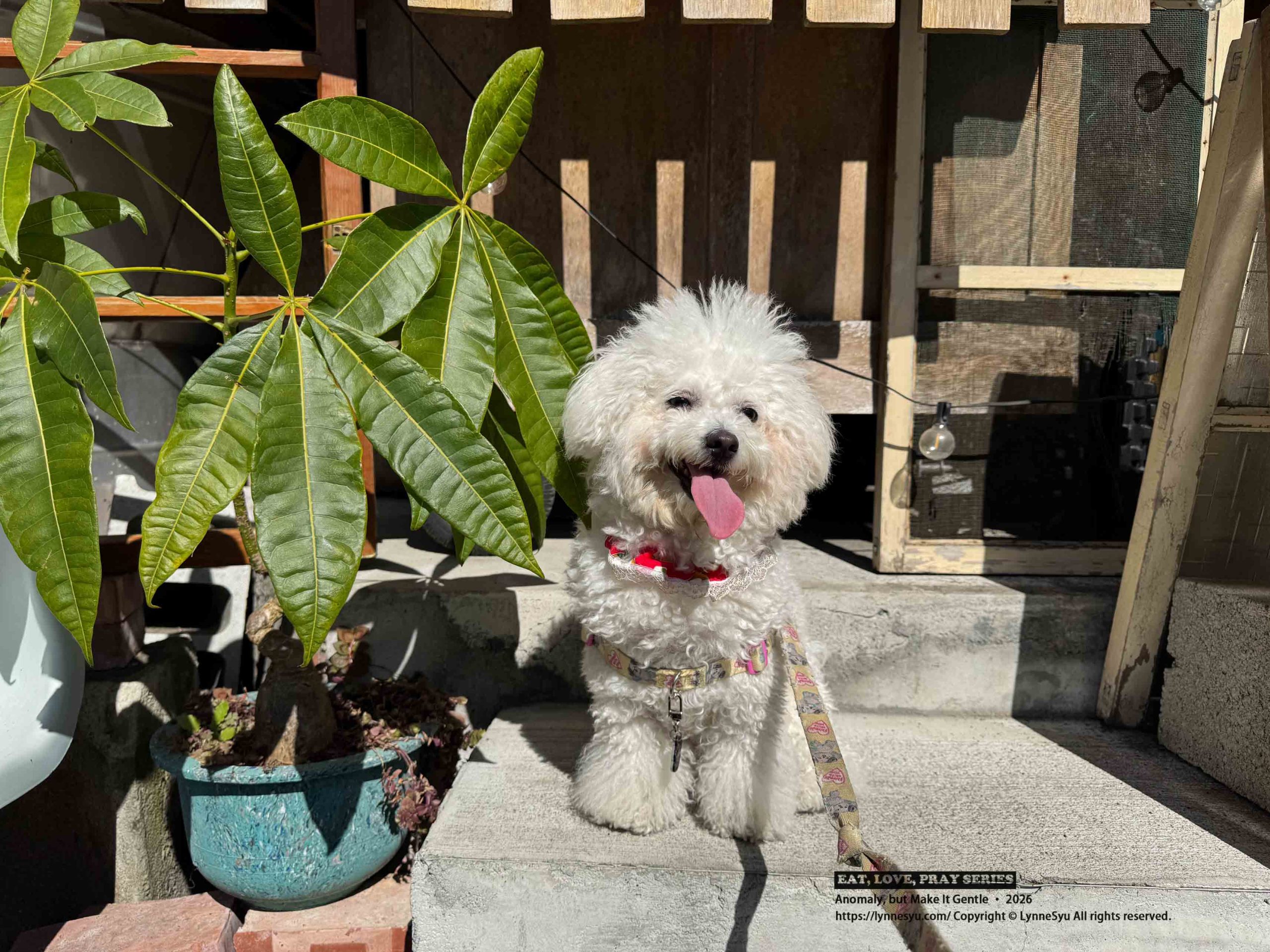 寵物要不要保險?易安網快速分析差異,簡單完成寵物險線上投保 寵物要不要保險?易安網快速分析差異,簡單完成寵物險線上投保